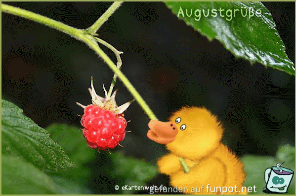 Augustgruesse Augustgruesse
