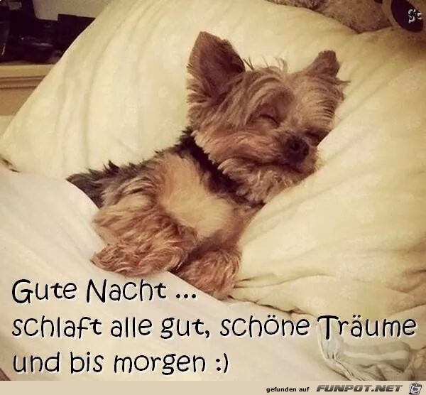 gute nacht