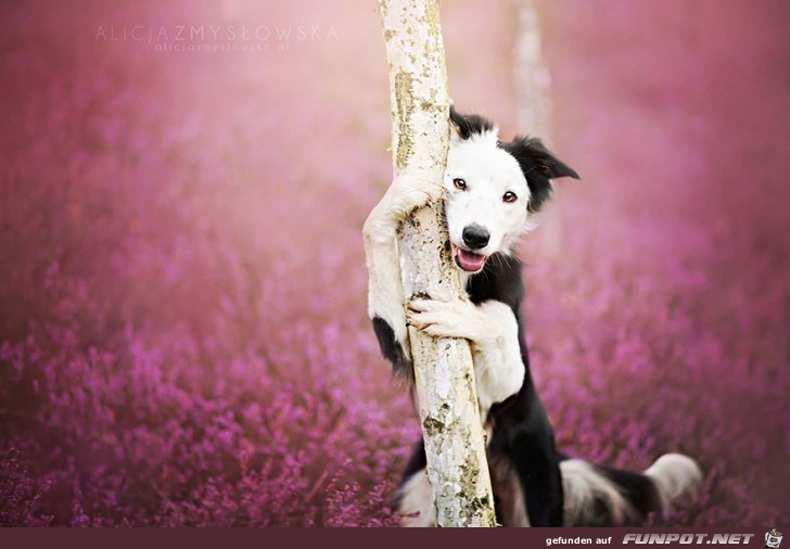 Goldige Hunde-Bilder 5 Goldige Hunde-Bilder 5