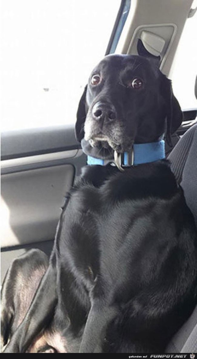 19 funny-scared-animals-vet-face-sad 19 funny-scared-animals-vet-face-sad
