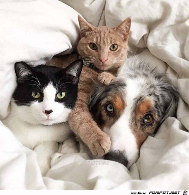 Hunde und Katzen - Tolle Freundschaft!