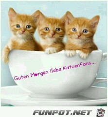 katzenfans