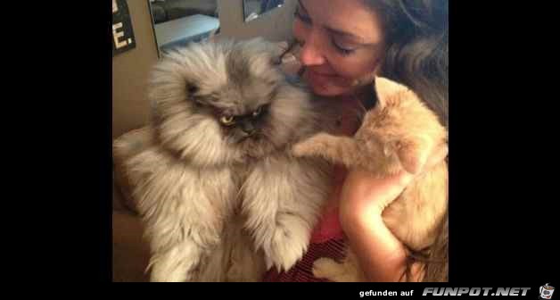Difference Between Dogs and Cats 12 Difference Between Dogs and Cats 12