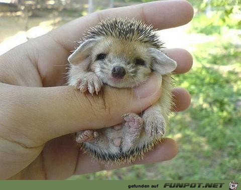 image00333336 image00333336