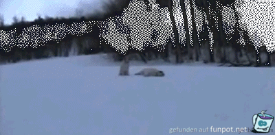 Ein Hund im Schnee Ein Hund im Schnee