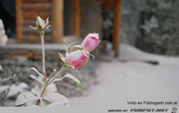 Fotos von der Vulkan Puyehue