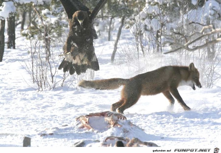 UNBELIEVABLE PICTURES FROM A SITE IN MONTANA TAKEN BY...