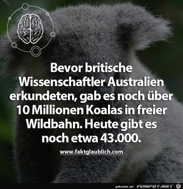 Koalas Koalas