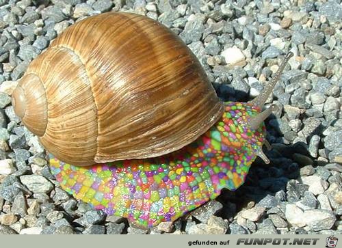 schnecke