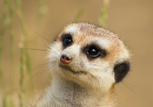 Meerkat 1 Meerkat 1