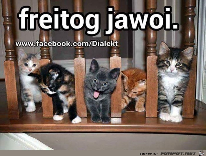 freitog freitog