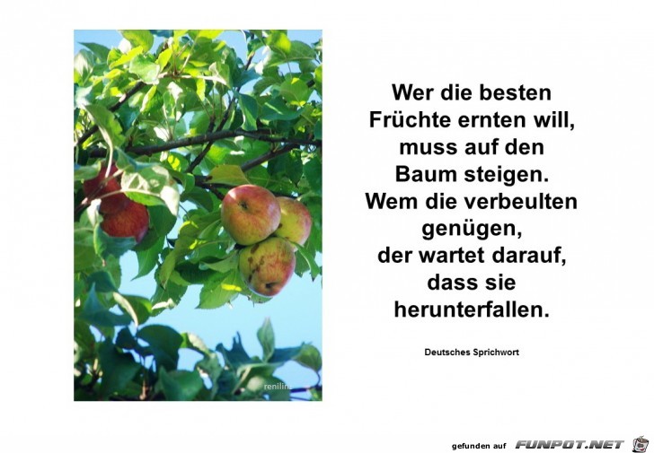 wer die besten Fruechte