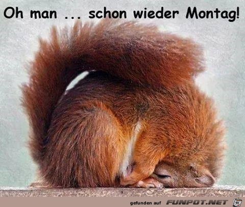 schon wieder schon wieder