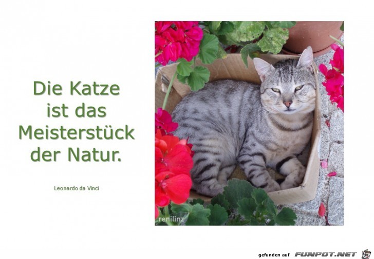 die Katze ist