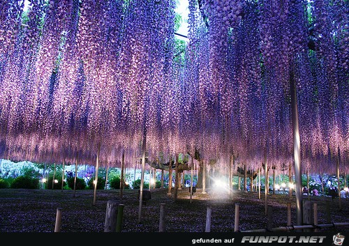 Japanische Blhende Wasserflle