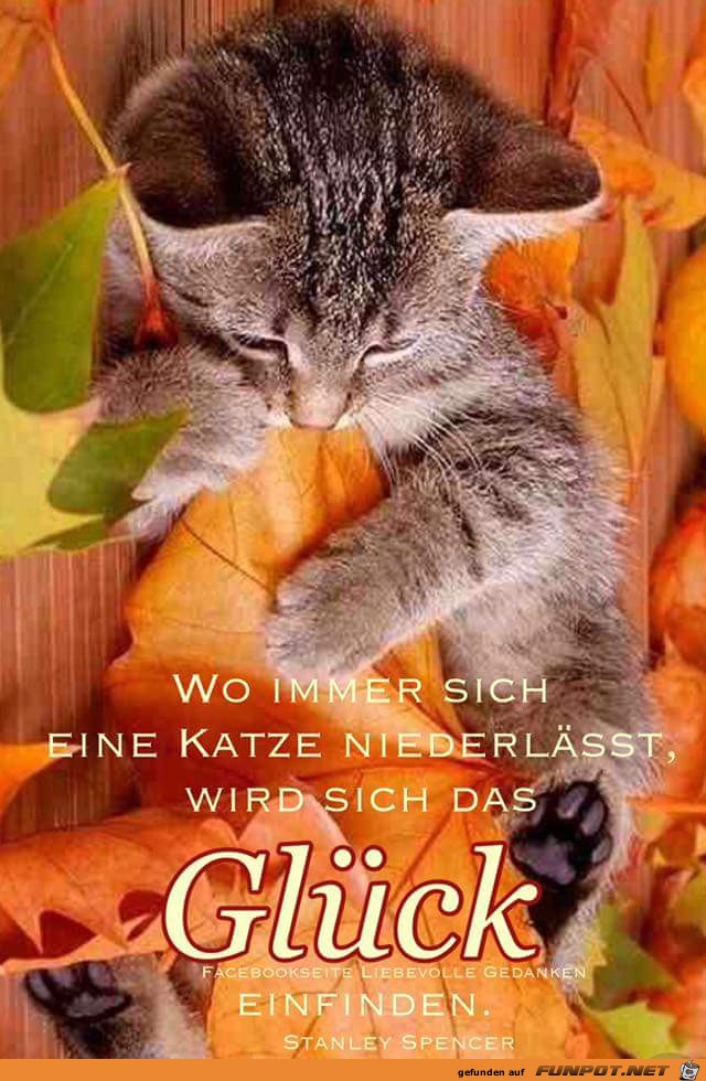 wo immer sich eine Katze