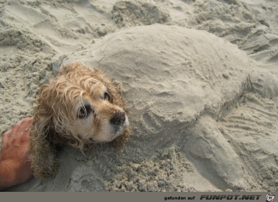 hier die Erklrung, warum Hunde Menschen...