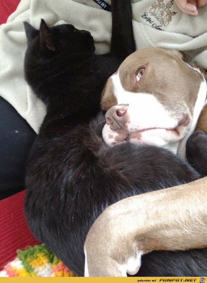 Hunde und Katzen - Tolle Freundschaft!