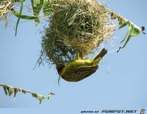 image007787 image007787