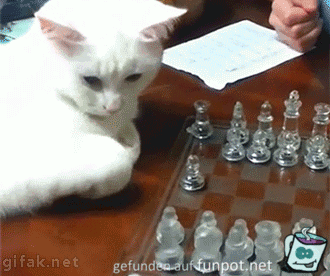 Katze spielt Schach