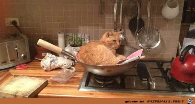 Difference Between Dogs and Cats 6 Difference Between Dogs and Cats 6