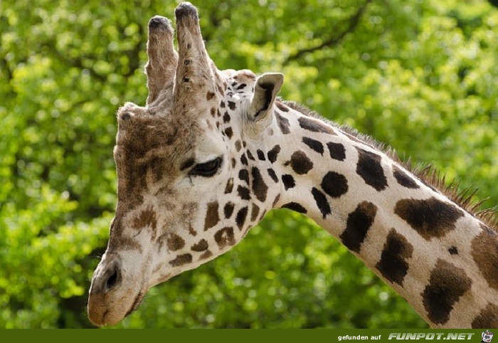 Schoene Tierbilder 10 Schoene Tierbilder 10
