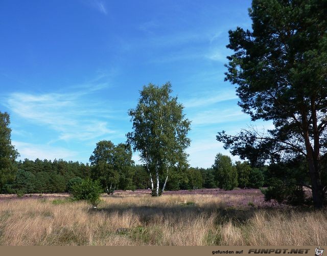 Die Heide blht vor unserer Haustr Region...