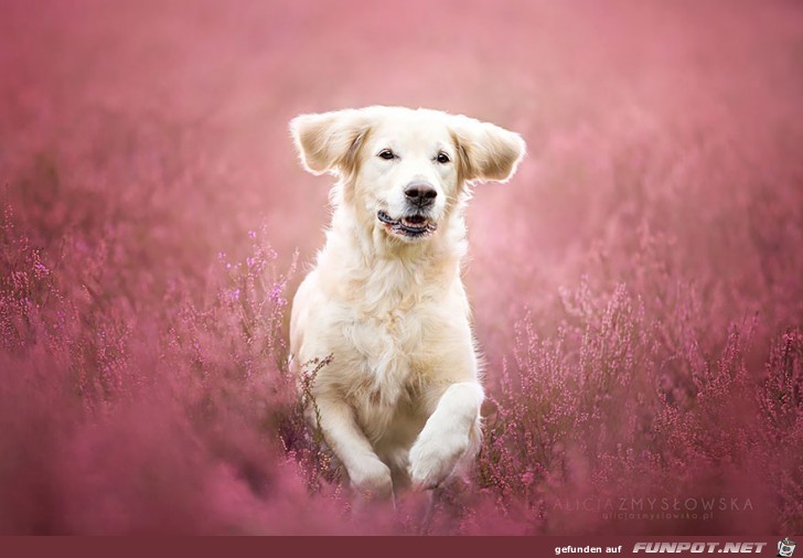 Goldige Hunde-Bilder 13 Goldige Hunde-Bilder 13