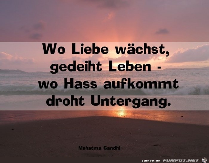 wo liebe waechst