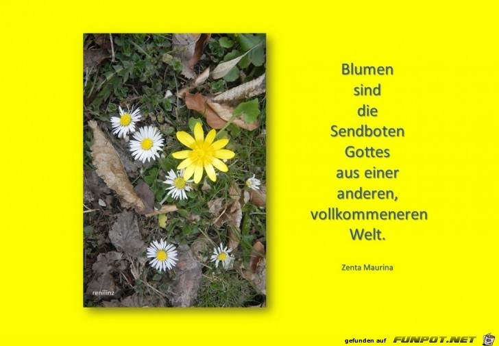 blumen sind die sendboten..