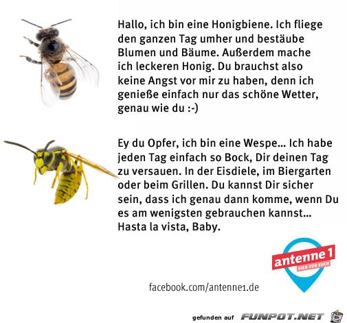 Unterschied Biene und Wespe