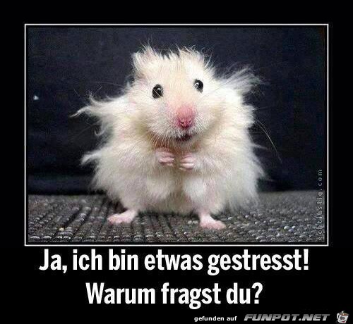Hamster Hamster