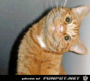image004445 image004445