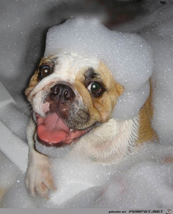 Tiere beim Baden! Sind die nicht klasse?