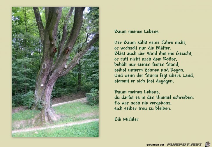 Baum meines Lebens