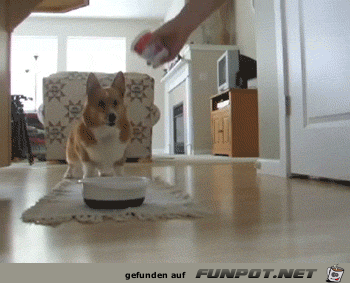 Difference Between Dogs and Cats 5 Difference Between Dogs and Cats 5