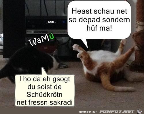 Ich hab dir gesagt du sollst die Schildkroete nicht fressen Ich hab dir gesagt du sollst die Schildkroete nicht fressen