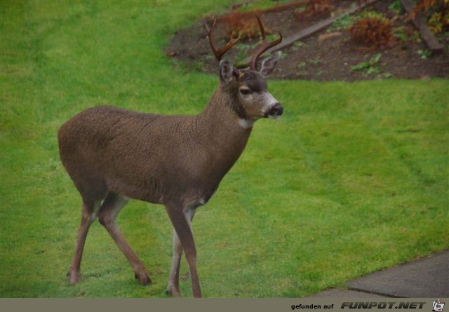 Ein Gru kam aus Port Hardy! Vancouver Island....