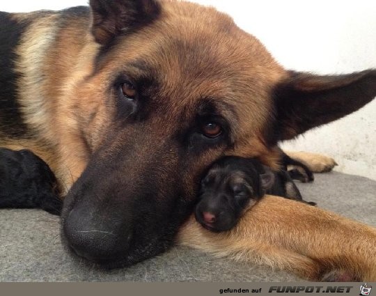 Hunde sind die besten Leute!