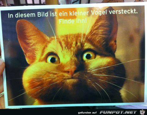 such den Vogel