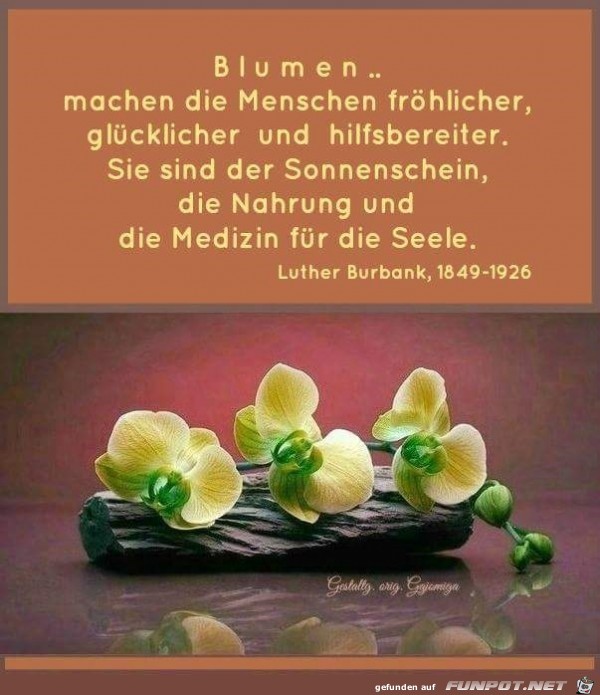 Blumen machen Blumen machen