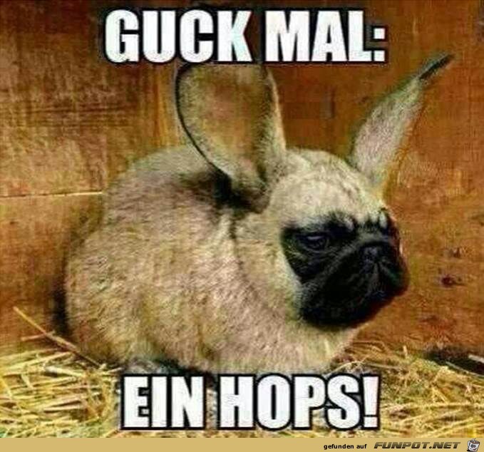 ein Hops