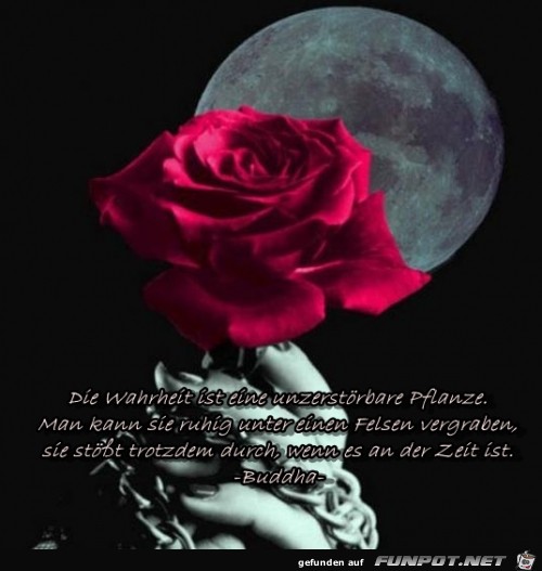 die wahrheit die wahrheit