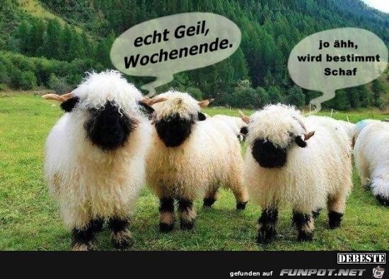 echt geil echt geil