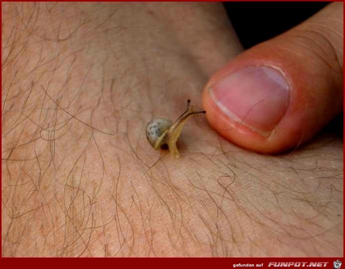 mikro snail