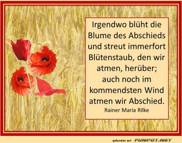 Blume des Abschieds Blume des Abschieds