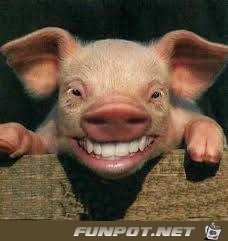 lachendes Schwein
