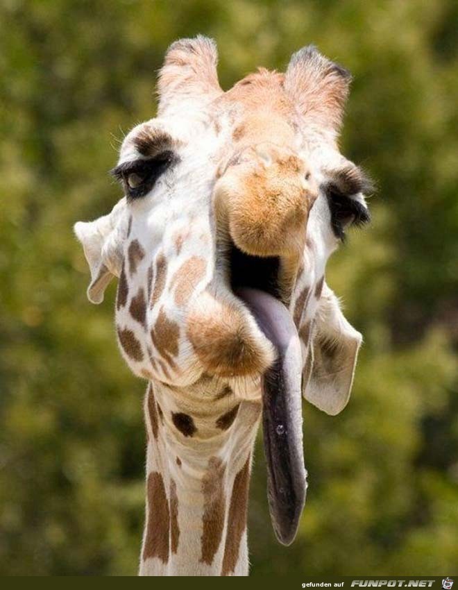 betrunkene Giraffe