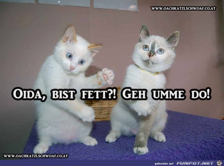 Oida bist fett Oida bist fett
