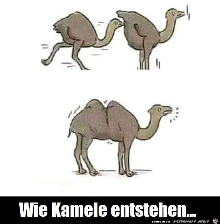 wie kamele entstehen